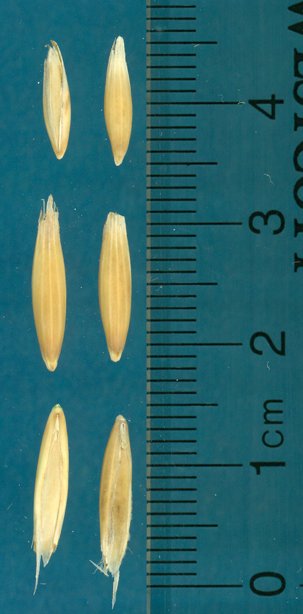 KERNELS