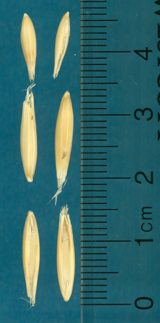 Click for 3 image(s) for this accession. KERNELS