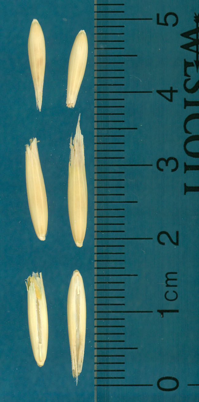 KERNELS