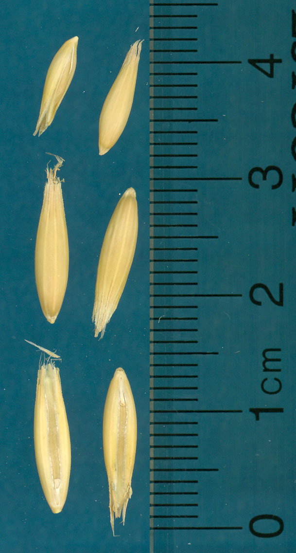 Click for 4 image(s) for this accession. KERNELS