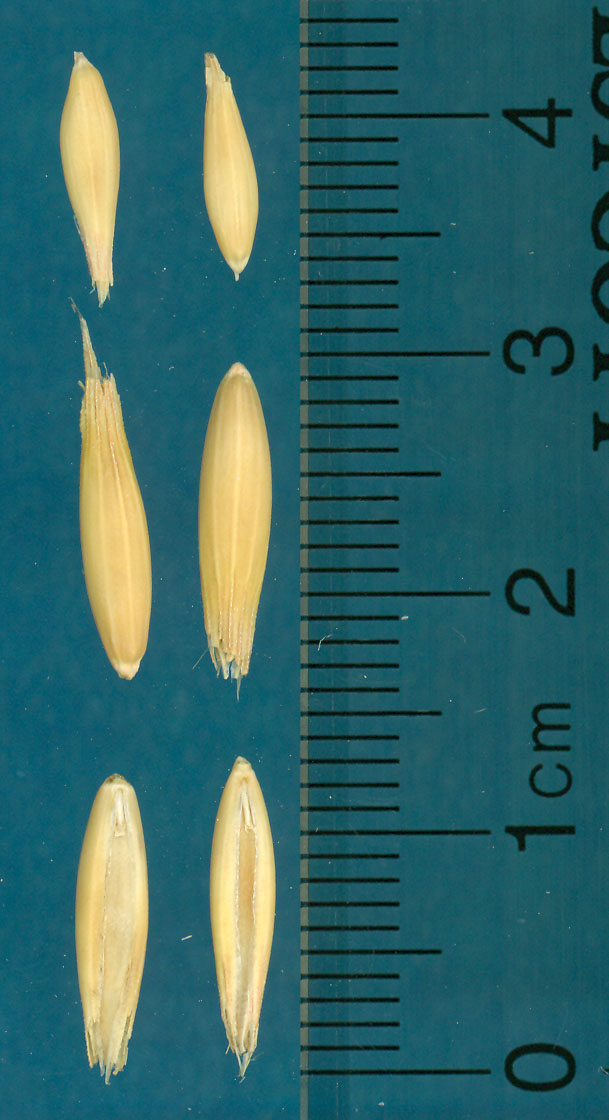 Click for 3 image(s) for this accession. KERNELS