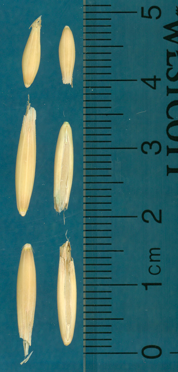 KERNELS