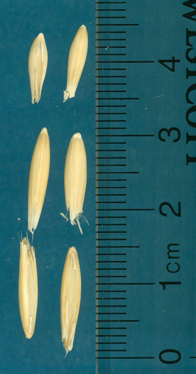 Click for 3 image(s) for this accession. KERNELS