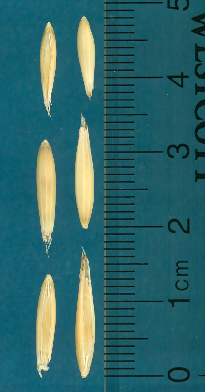 Click for 3 image(s) for this accession. KERNELS