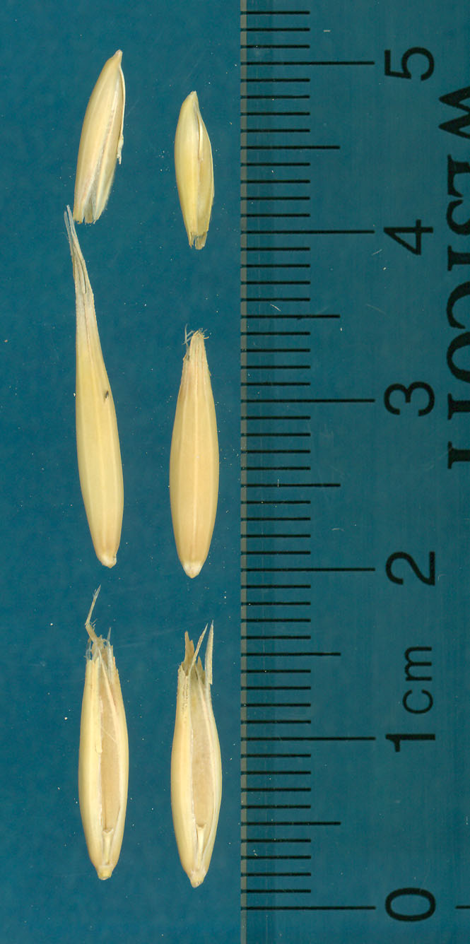 Click for 3 image(s) for this accession. KERNELS
