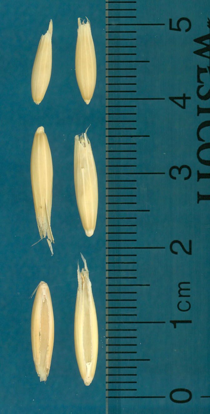 Click for 3 image(s) for this accession. KERNELS
