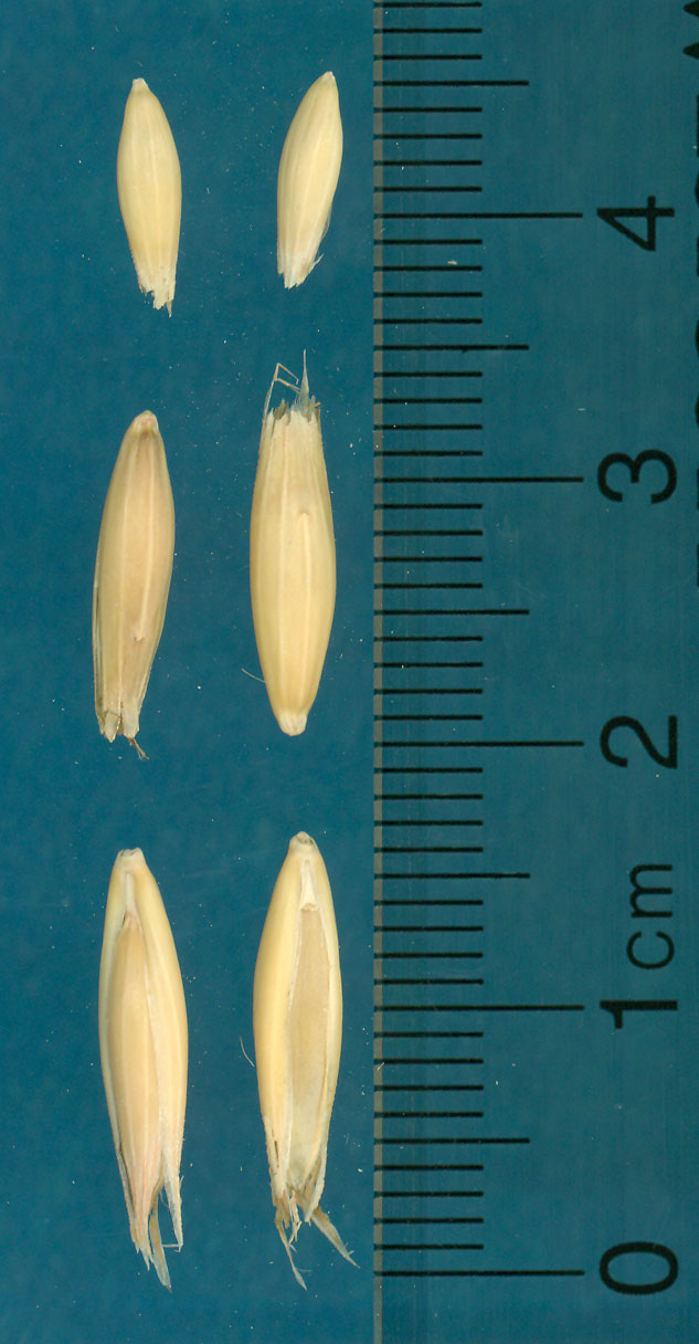 Click for 3 image(s) for this accession. KERNELS