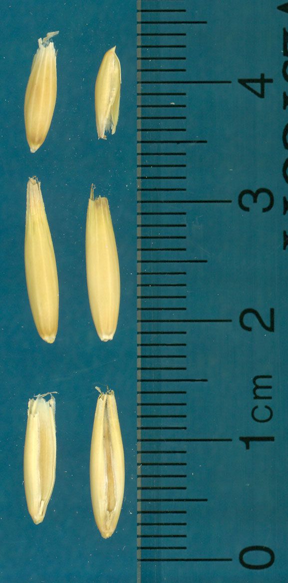 Click for 3 image(s) for this accession. KERNELS