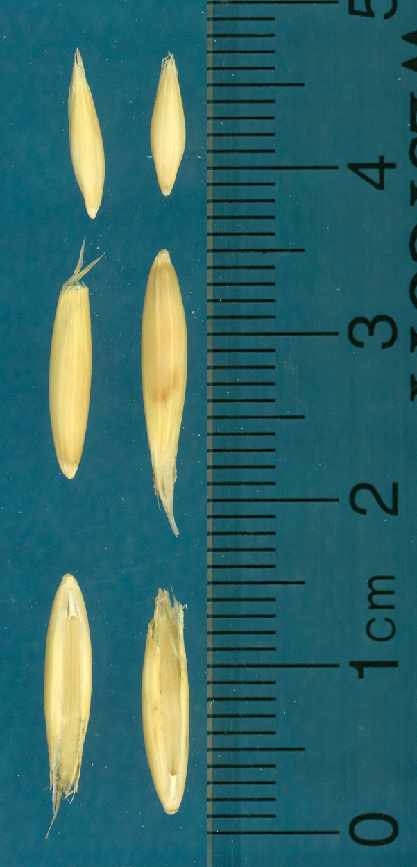 Click for 3 image(s) for this accession. KERNELS