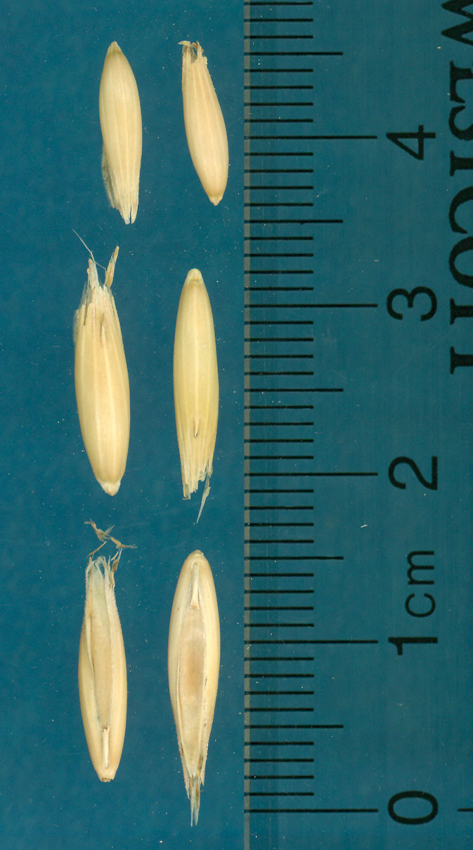 Click for 3 image(s) for this accession. KERNELS