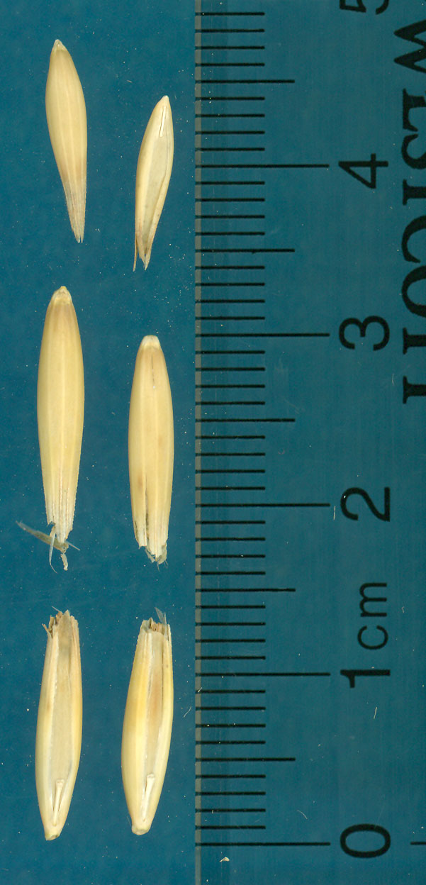 KERNELS