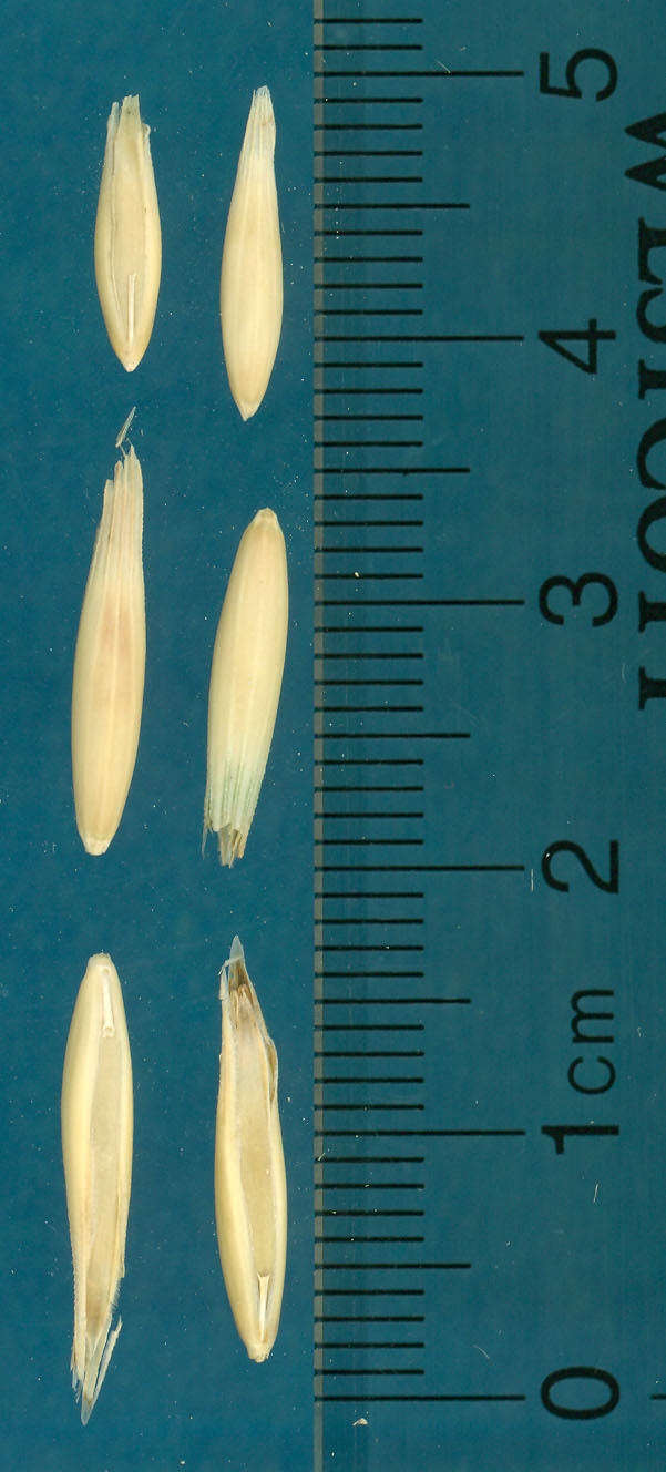 KERNELS
