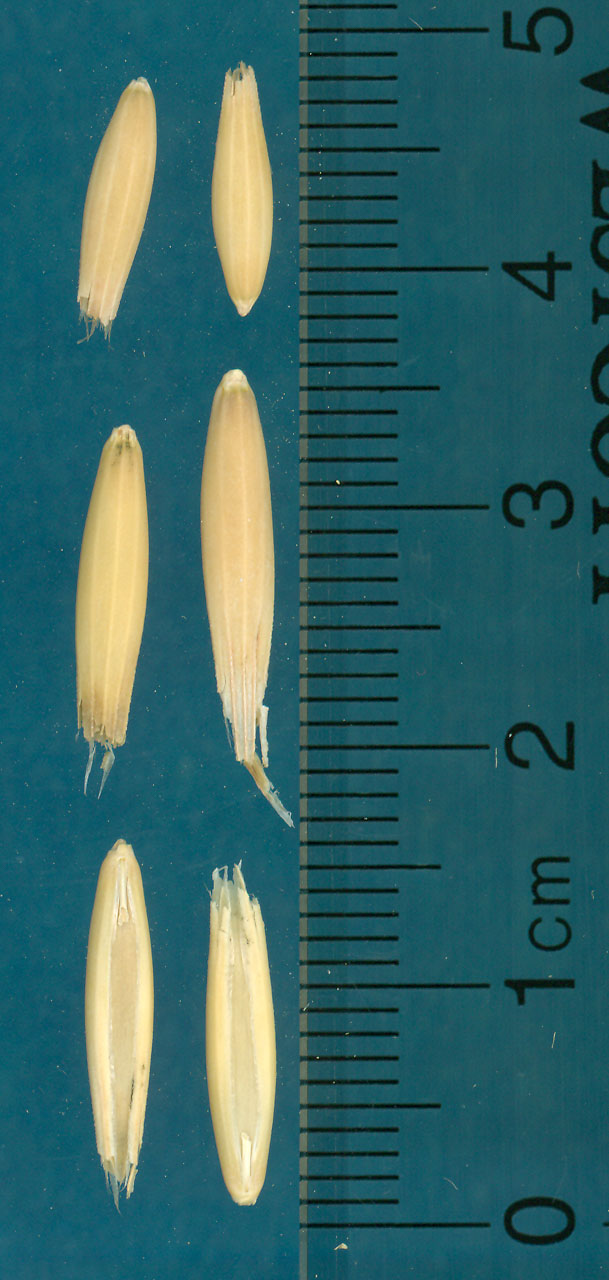 KERNELS