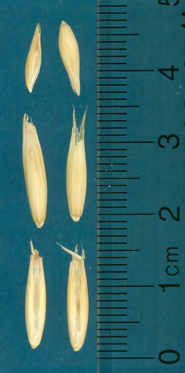 KERNELS