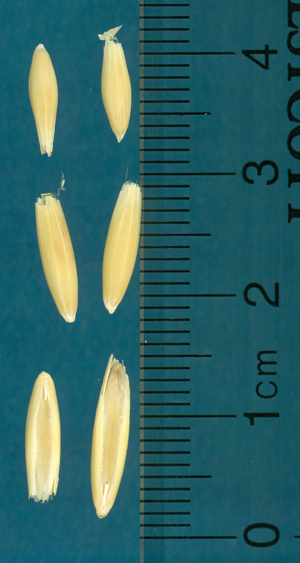 Click for 3 image(s) for this accession. KERNELS