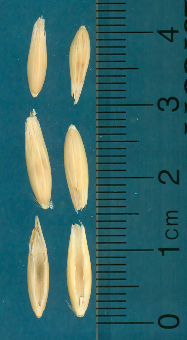 Click for 3 image(s) for this accession. KERNELS