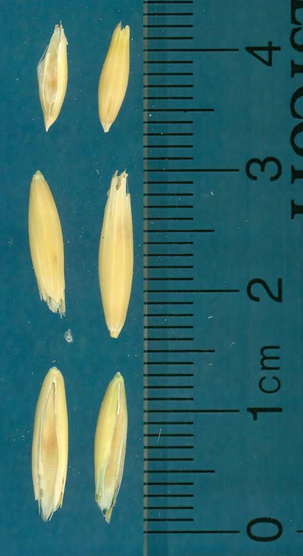 Click for 3 image(s) for this accession. KERNELS