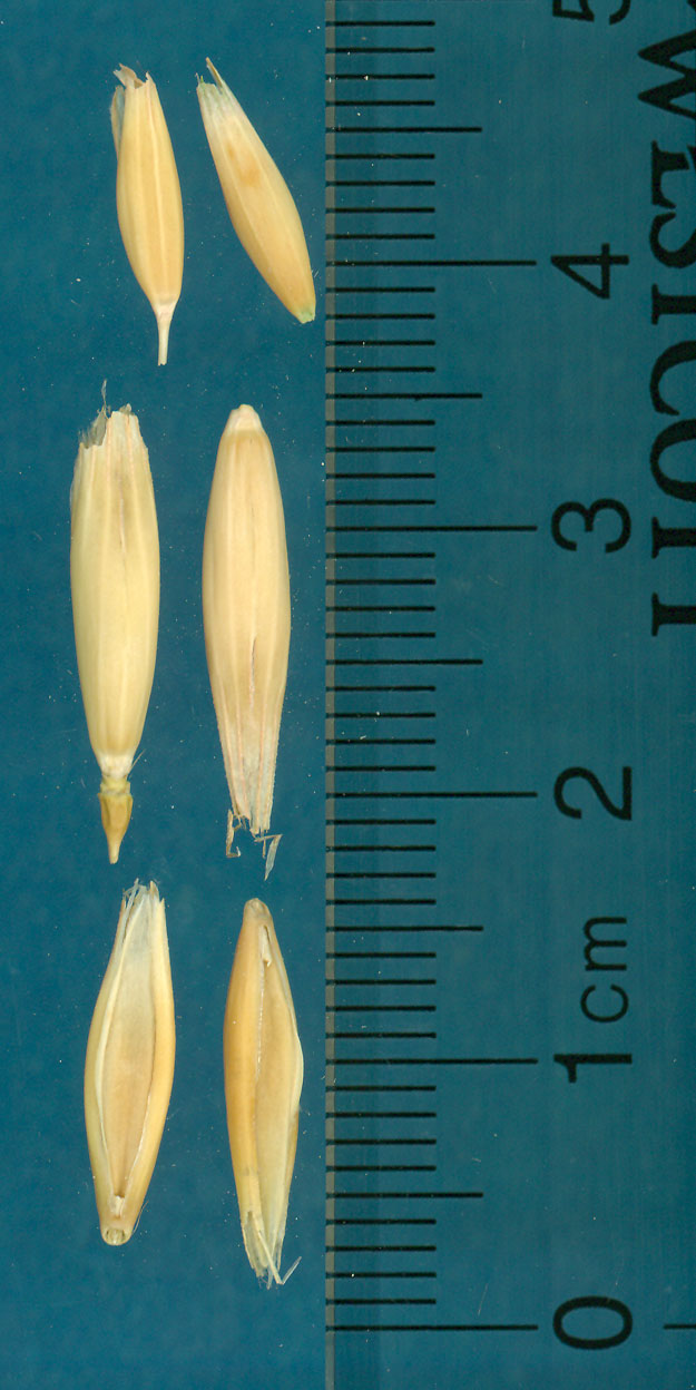 KERNELS