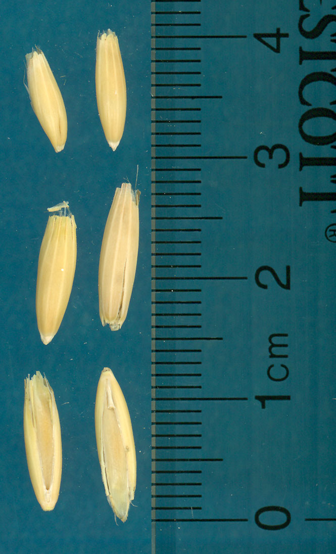 Click for 2 image(s) for this accession. KERNELS