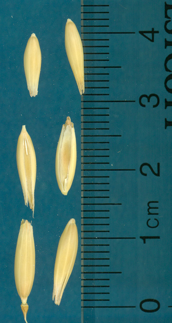 KERNELS