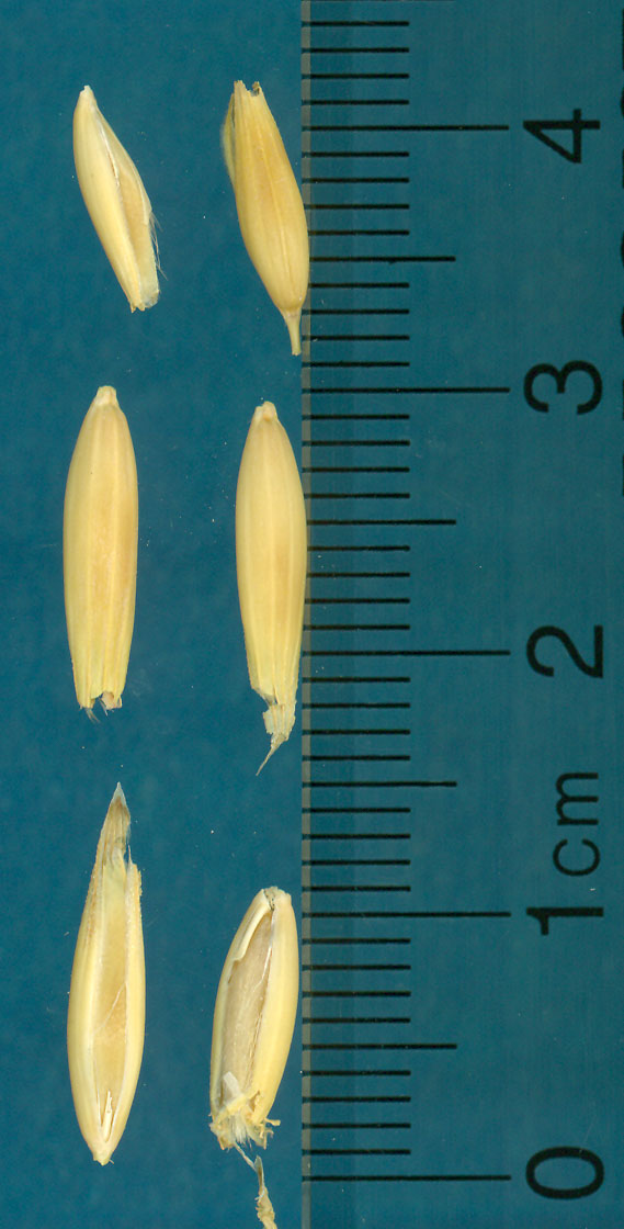 Click for 2 image(s) for this accession. KERNELS