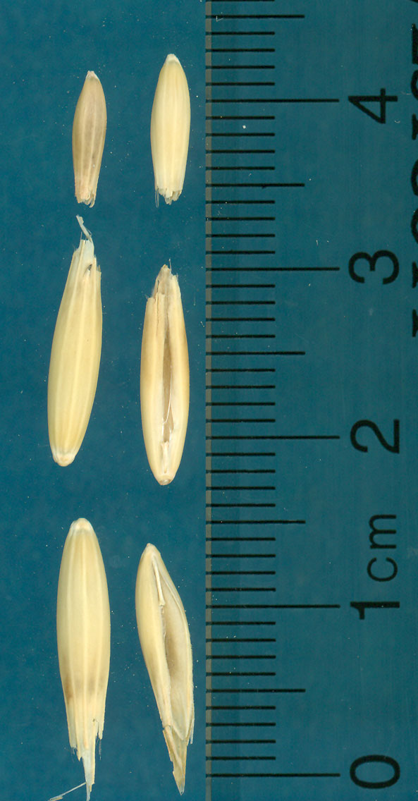 Click for 3 image(s) for this accession. KERNELS