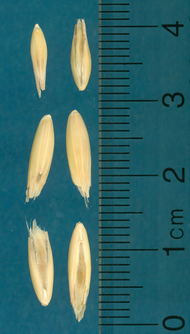 KERNELS
