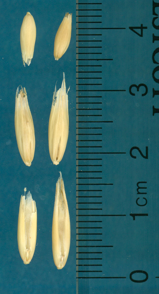 KERNELS