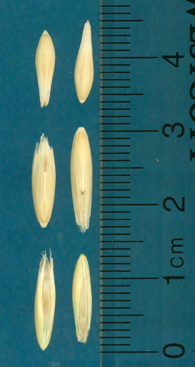 KERNELS