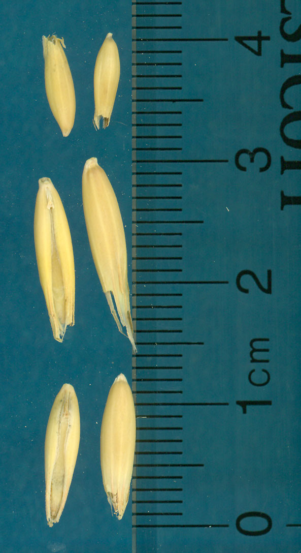 Click for 2 image(s) for this accession. KERNELS
