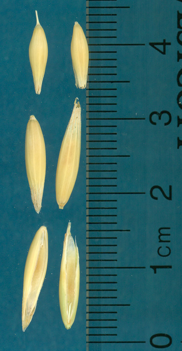 Click for 2 image(s) for this accession. KERNELS