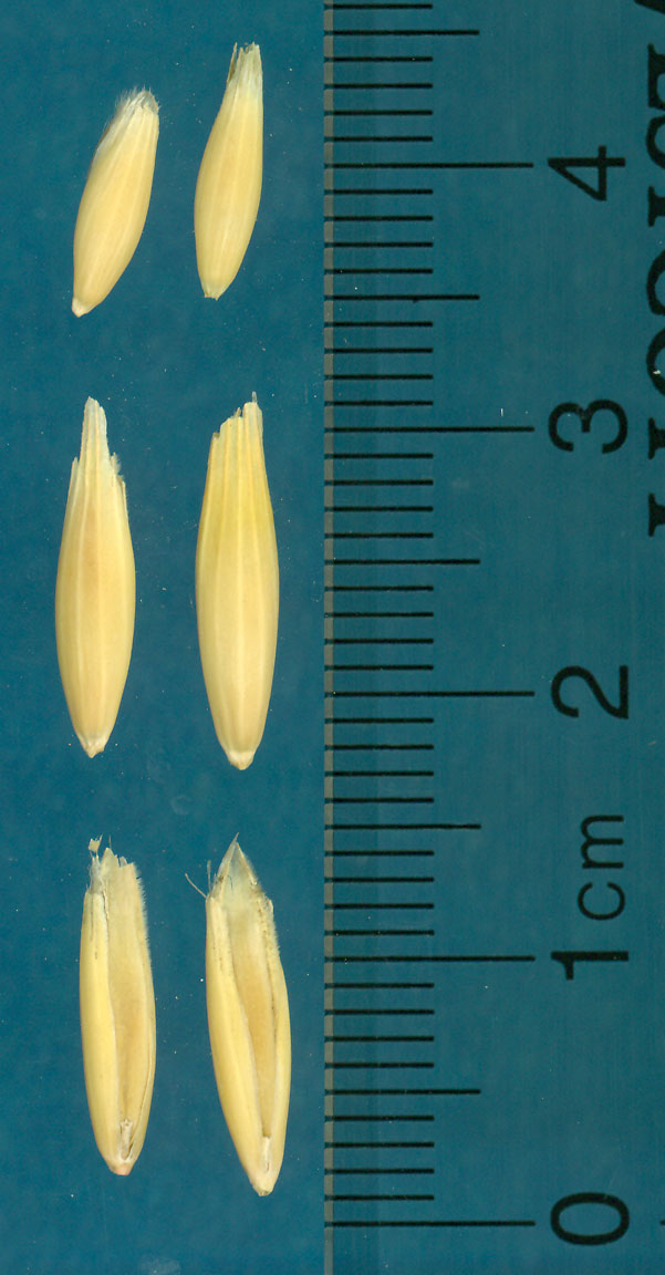 Click for 2 image(s) for this accession. KERNELS