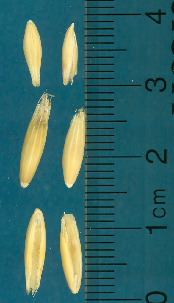 Click for 2 image(s) for this accession. KERNELS