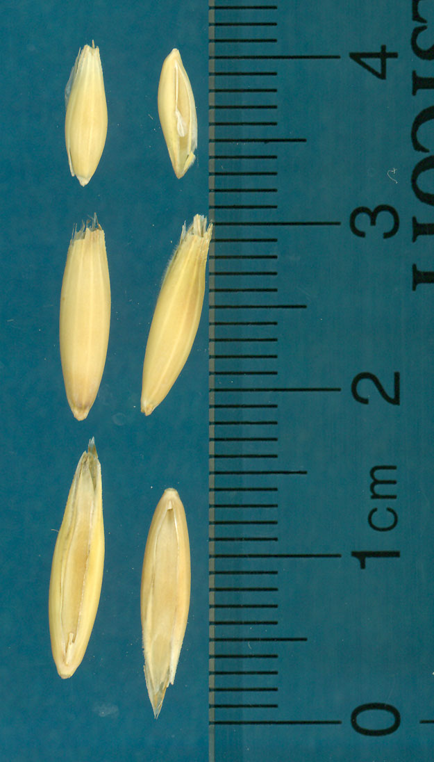 Click for 2 image(s) for this accession. KERNELS