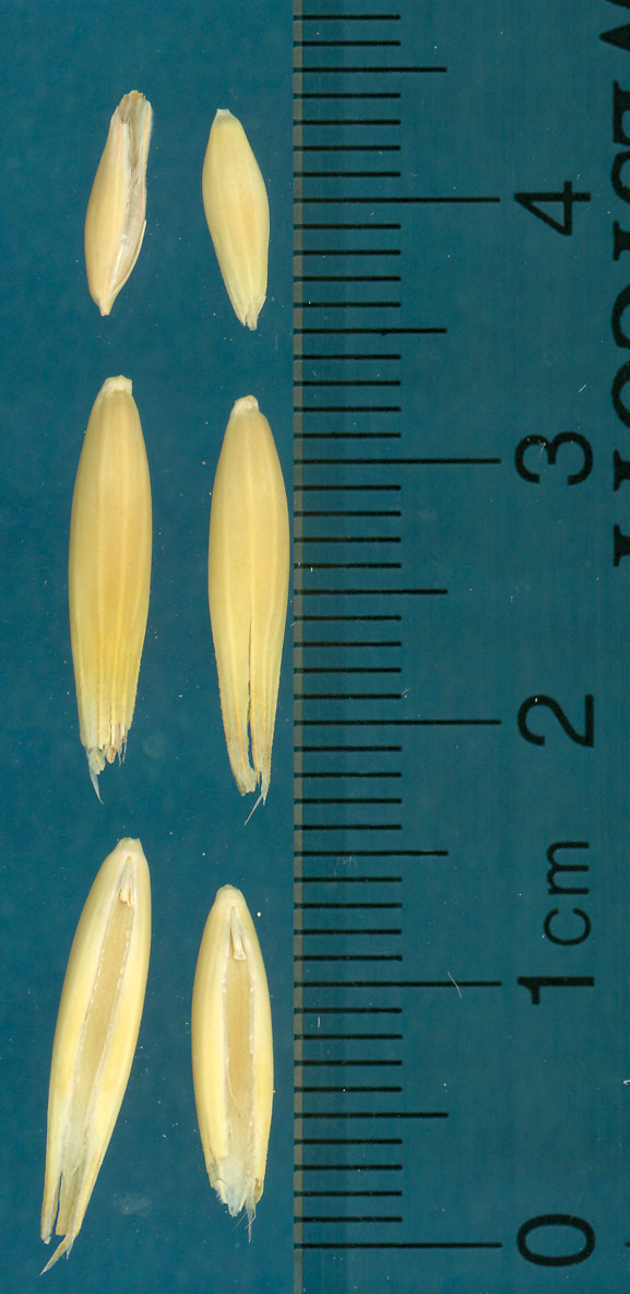 Click for 2 image(s) for this accession. KERNELS