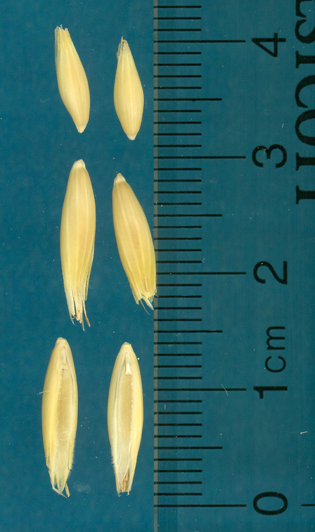 Click for 2 image(s) for this accession. KERNELS
