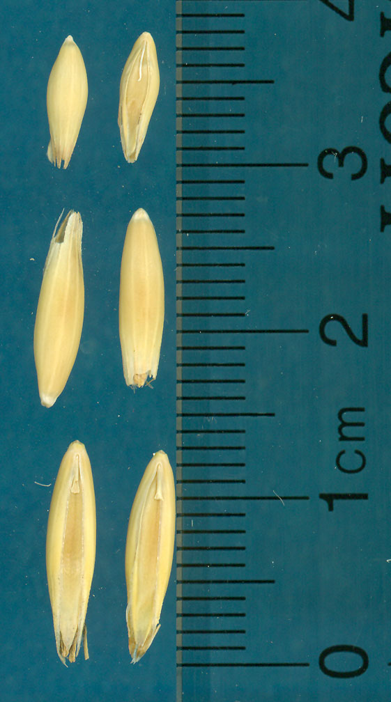 Click for 2 image(s) for this accession. KERNELS