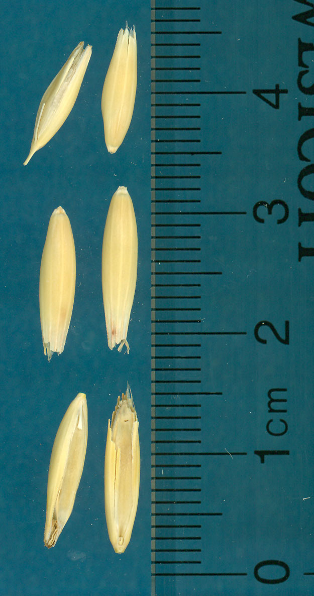Click for 2 image(s) for this accession. KERNELS