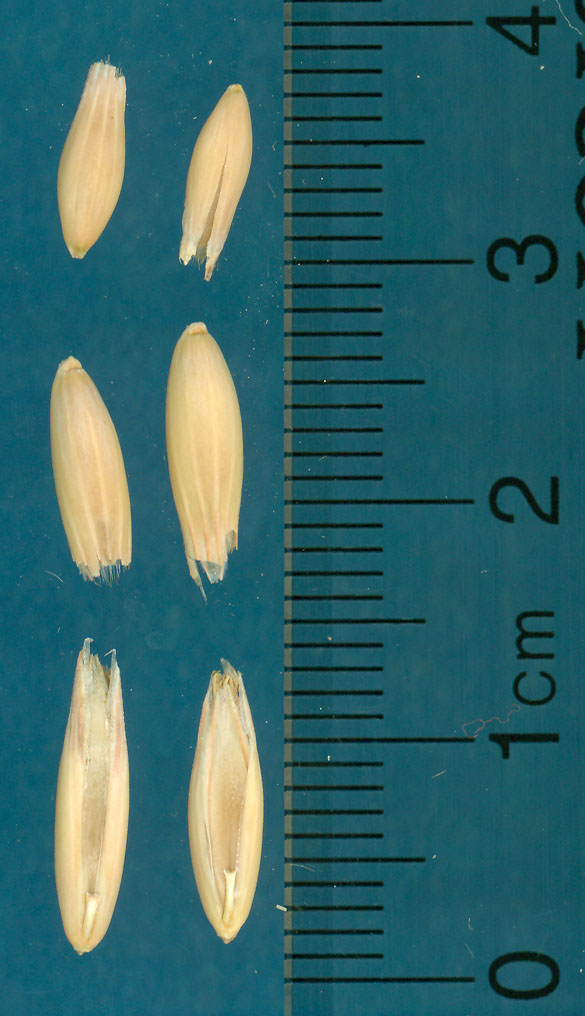 Click for 2 image(s) for this accession. KERNELS