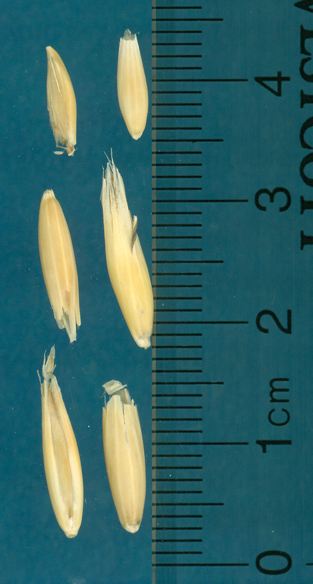 KERNELS