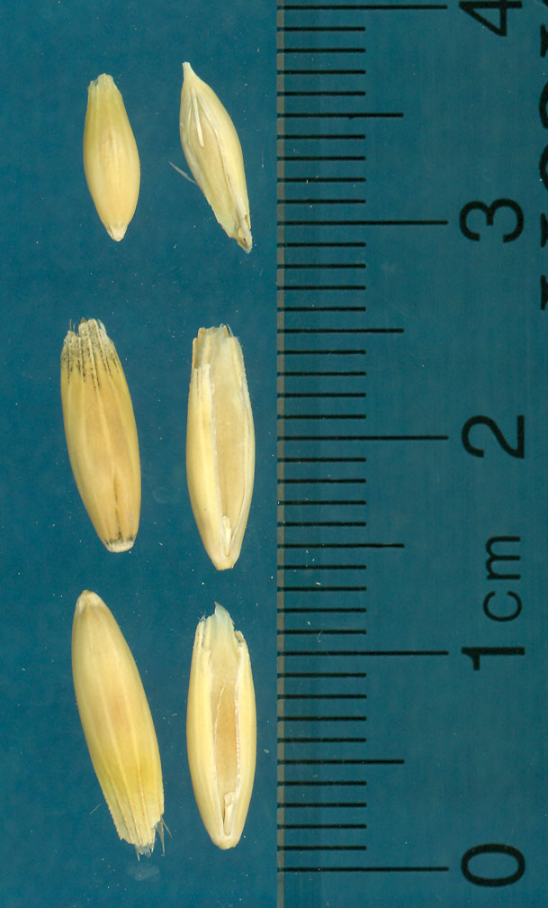 KERNELS