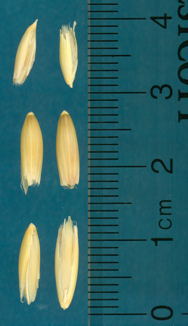 KERNELS