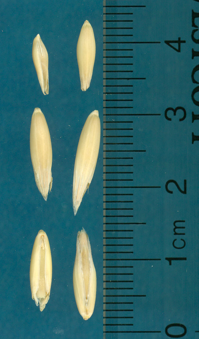KERNELS