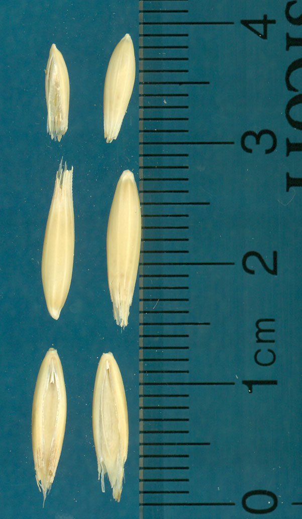 Click for 3 image(s) for this accession. KERNELS