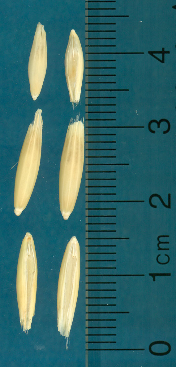 Click for 3 image(s) for this accession. KERNELS