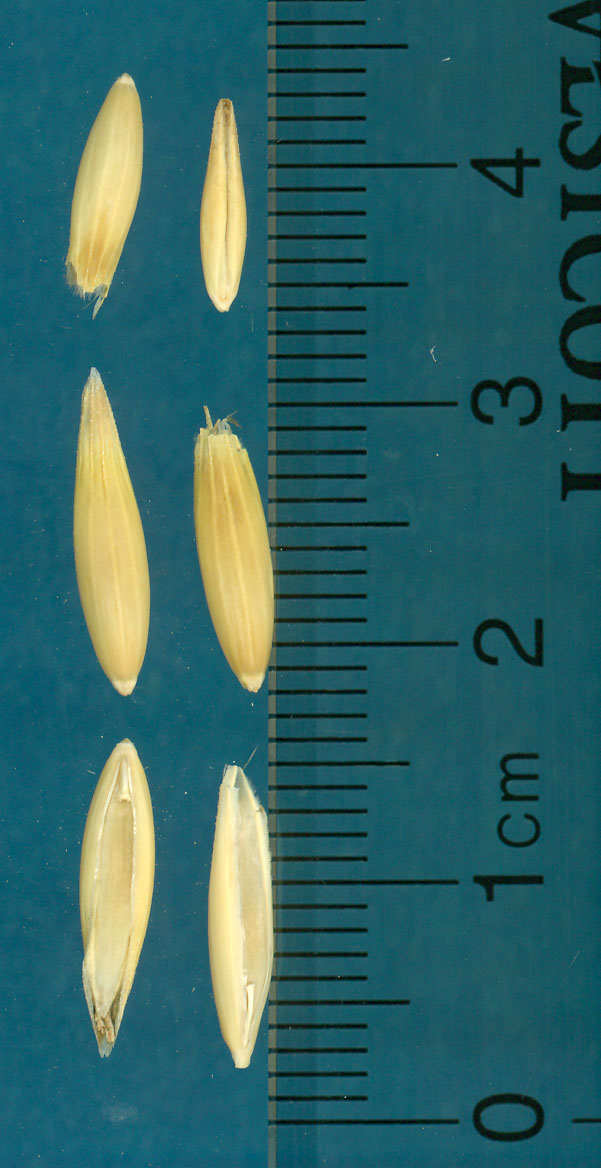 Click for 2 image(s) for this accession. KERNELS