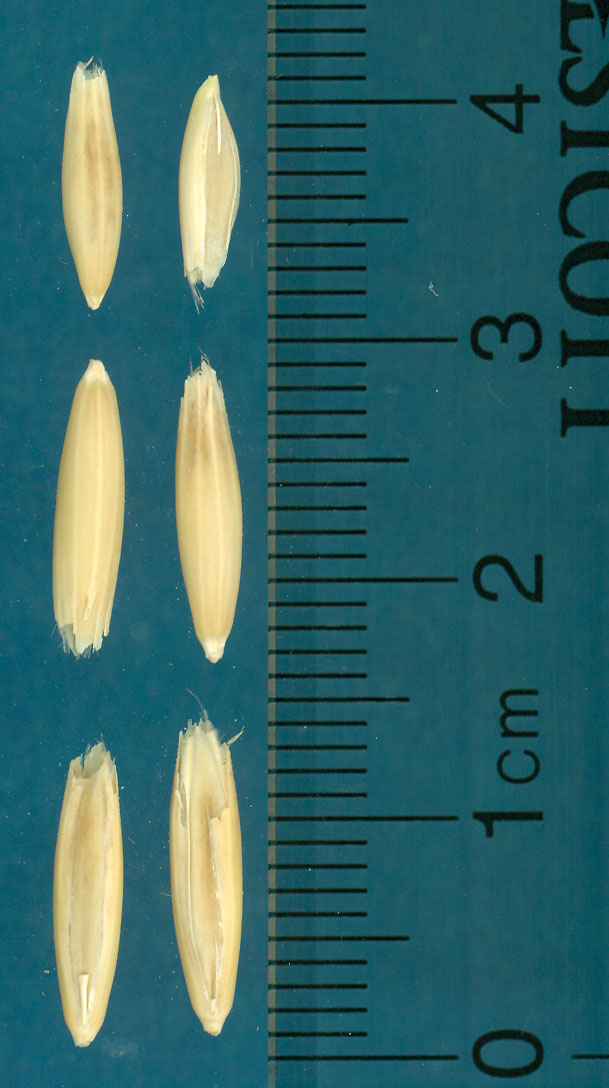 Click for 4 image(s) for this accession. KERNELS