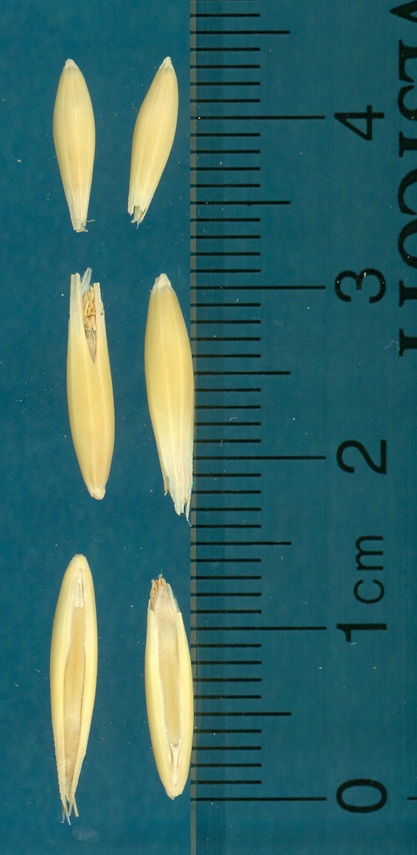 Click for 2 image(s) for this accession. KERNELS