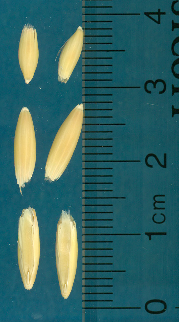 KERNELS