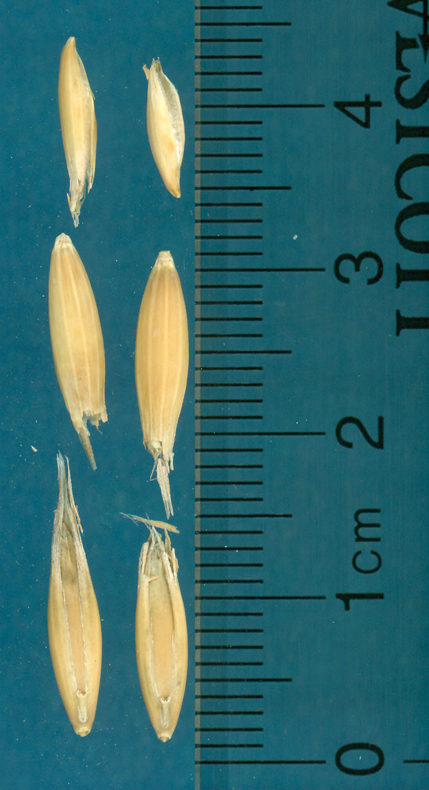 KERNELS